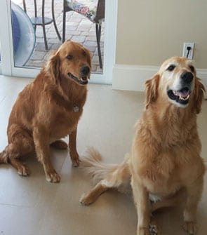 Pet Stain Odor Removal