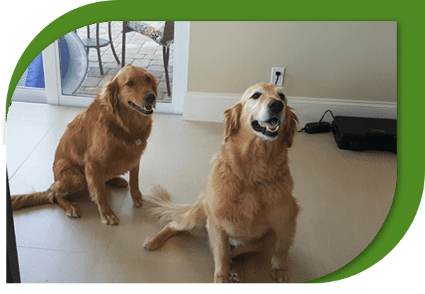 Pet-Stain-Odor-Removal