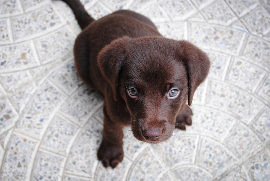 pet stain